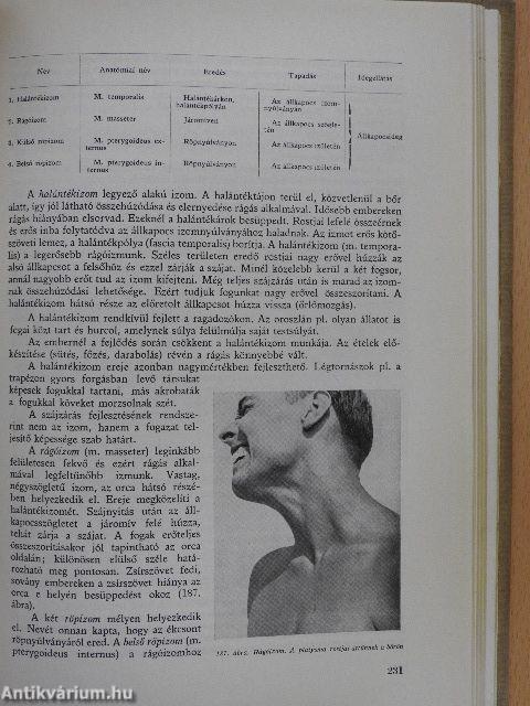 Sportanatómia