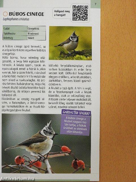Énekesmadarak
