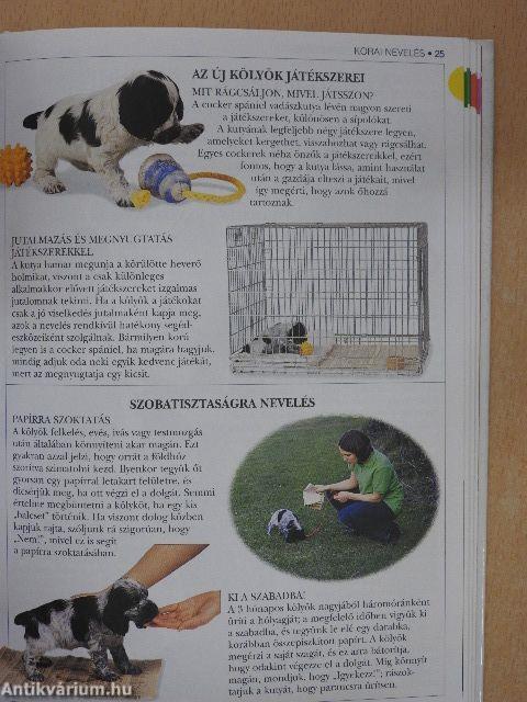 A cocker spániel