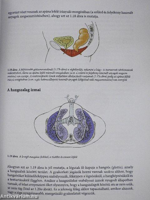 Jógaanatómia