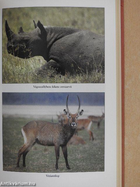 Afrikai levelek