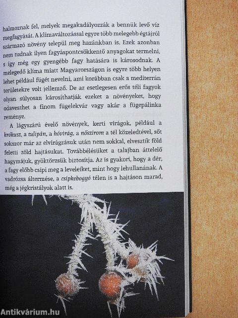 Beszéljünk növényül!