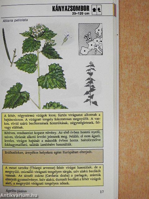 Vadvirágok