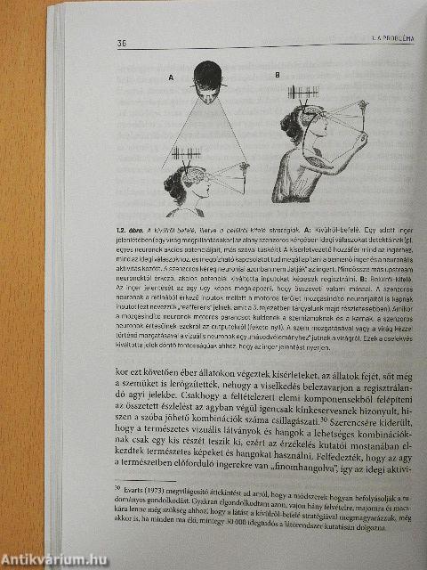 Agyunk belső nyelve 