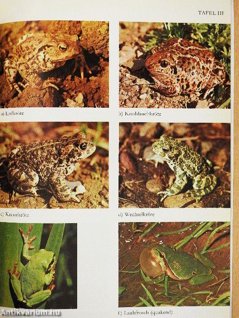 Die Amphibien der Schweiz