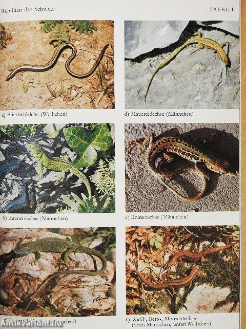 Die Reptilien der Schweiz