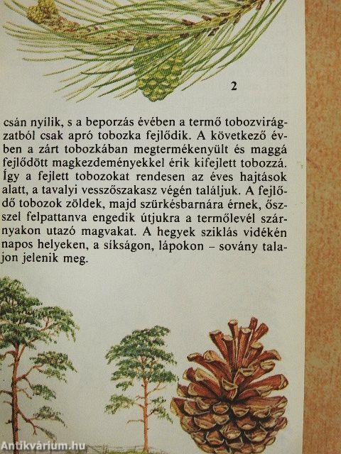Termések