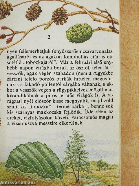 Termések
