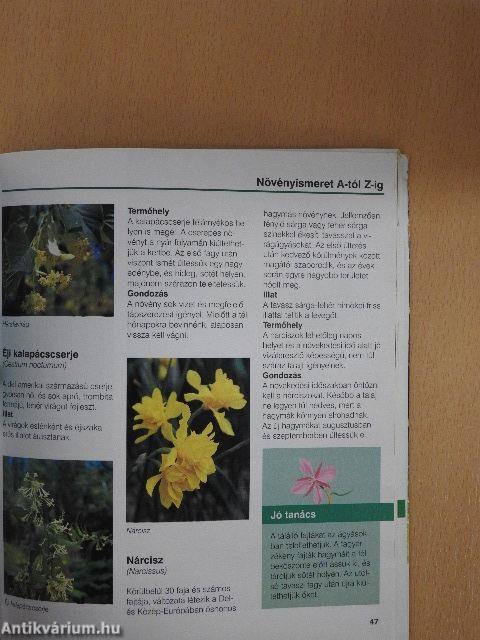Illatos kert