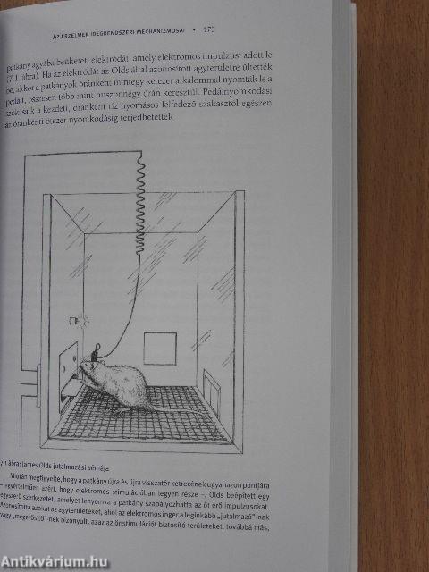 Zene, matematika és elme