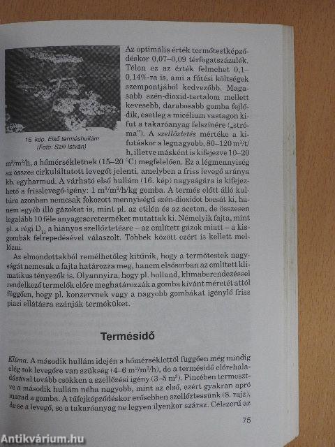 Gombatermesztés