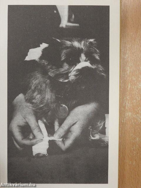 The Dog Care