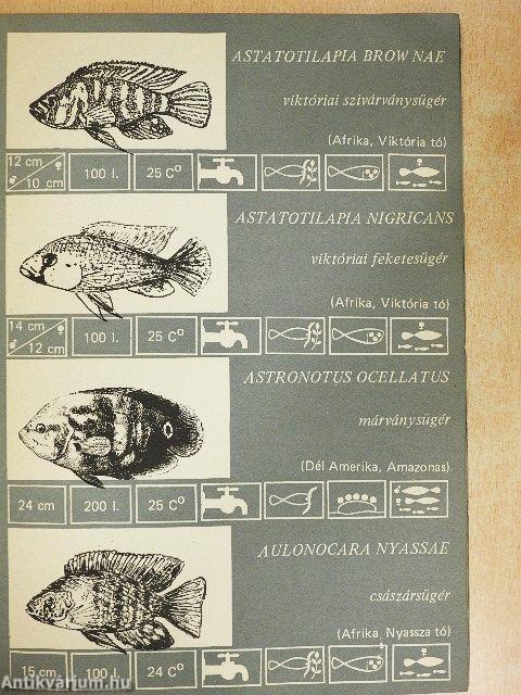 Sügérkiállítás