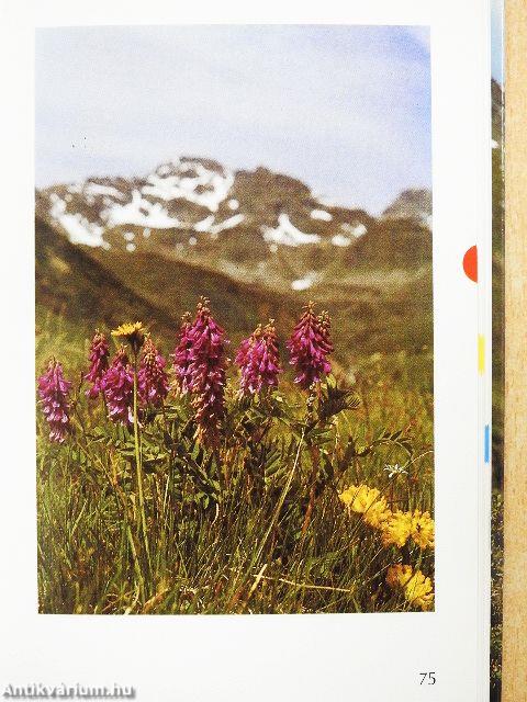 Zauberhafte Alpenblumen
