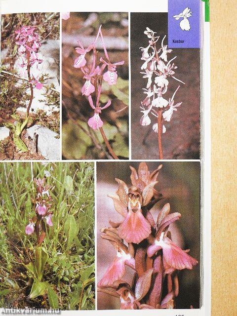 Orchideák