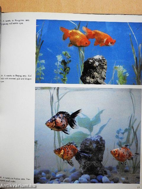 Chinese Goldfish