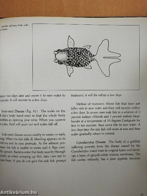 Chinese Goldfish