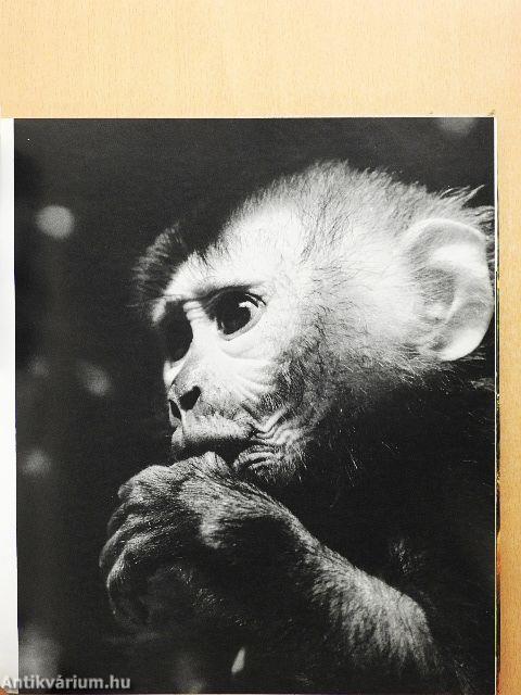 Zoofotografie