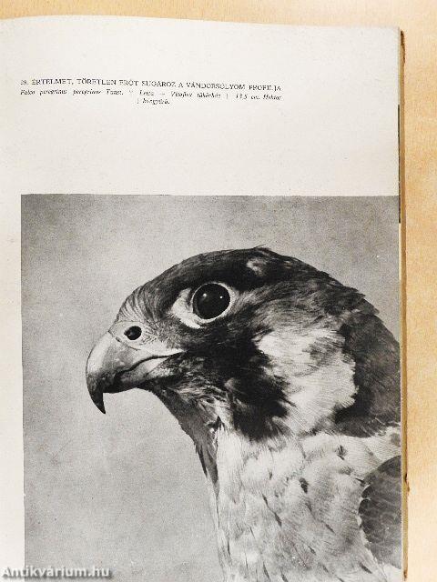 Szárnyas vadászmesterek