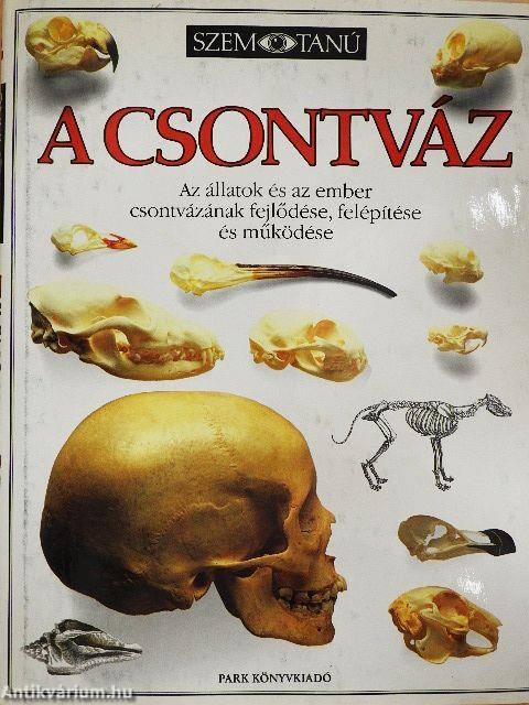 A csontváz