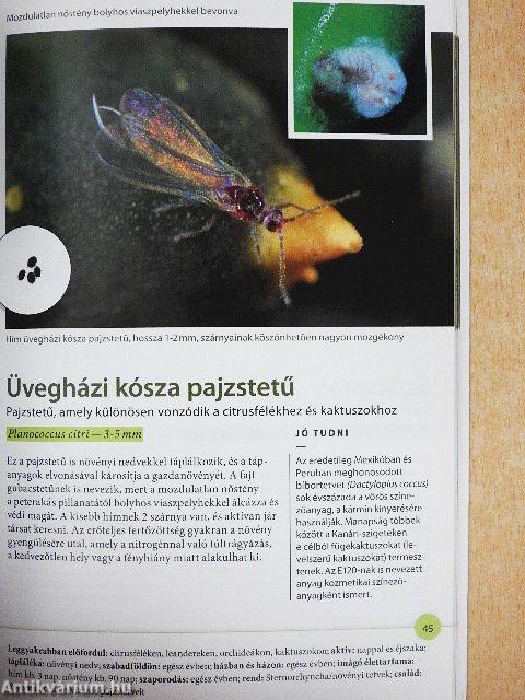 Rovarok felnagyítva