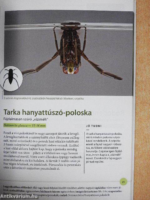 Rovarok felnagyítva