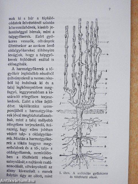 Szőlőművelés