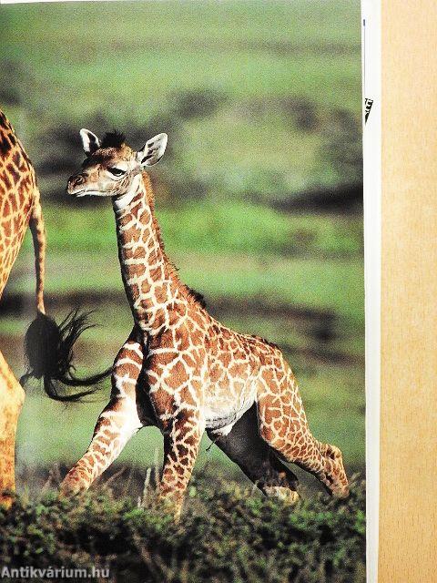 Animal Kingdoms