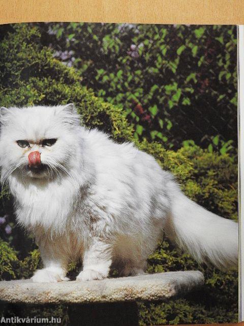 Illustrated Catwatching