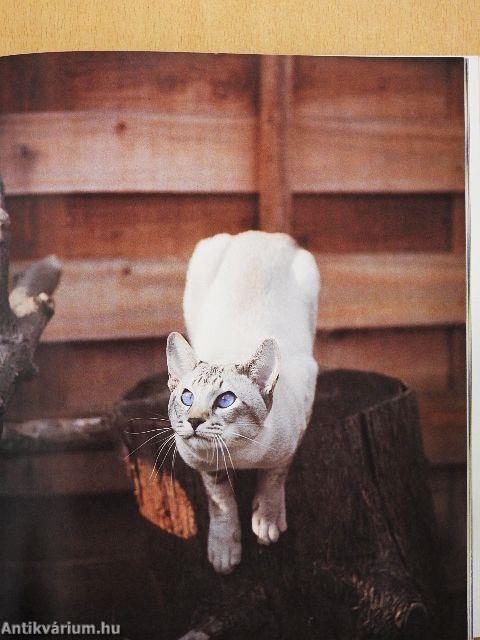 Illustrated Catwatching