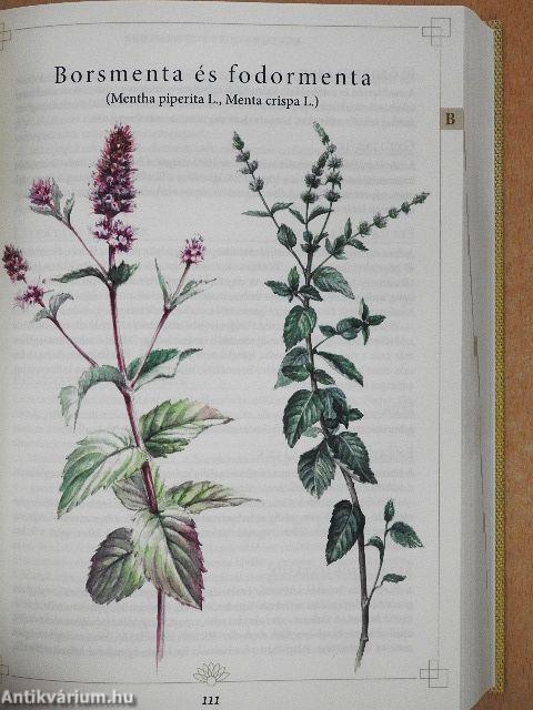 Herbárium