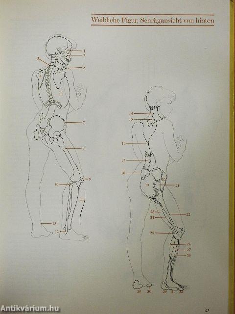 Anatomie für Zeichner