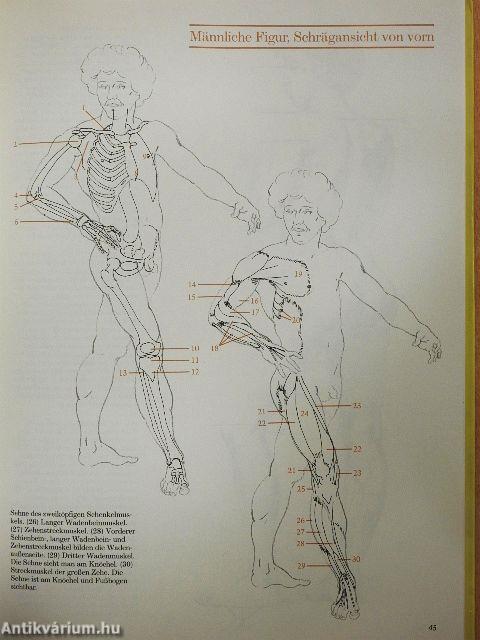 Anatomie für Zeichner