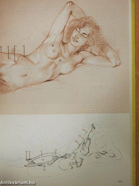 Anatomie für Zeichner