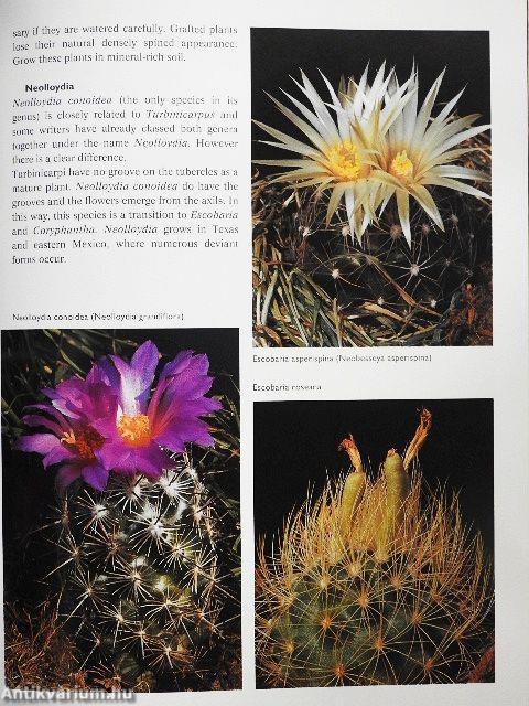 Cacti