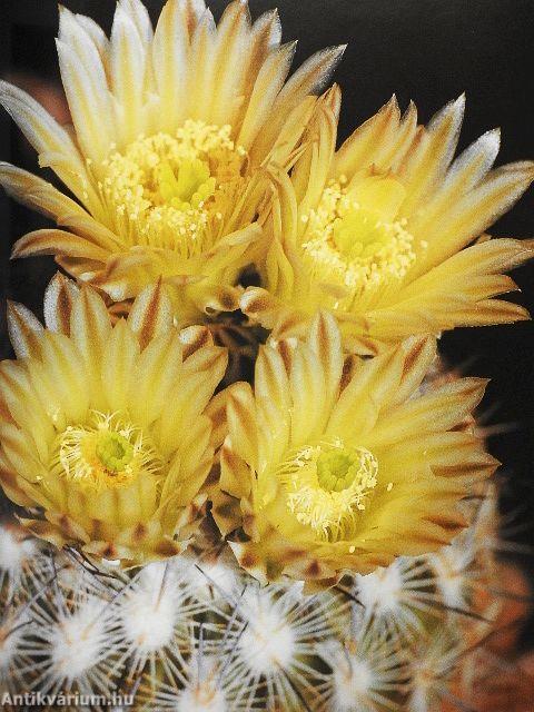 Cacti