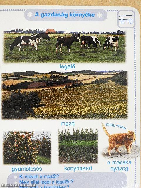 A gazdaság