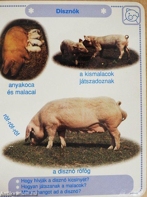 A gazdaság