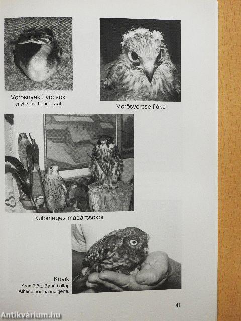 Madarak végveszélyben