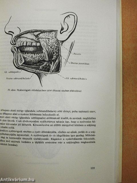 Az emberi test felépítése