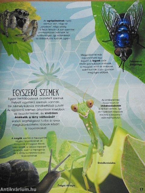 Rovarok, pókok, csigák