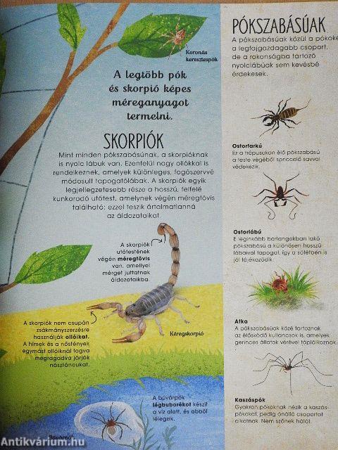 Rovarok, pókok, csigák