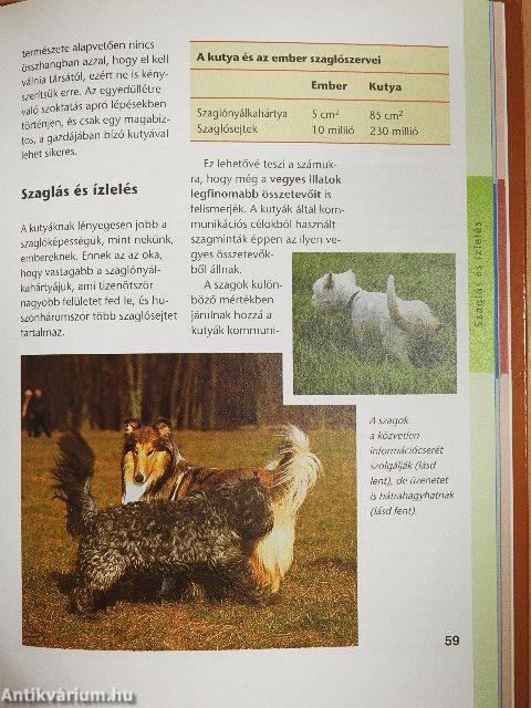 A kutya testbeszéde