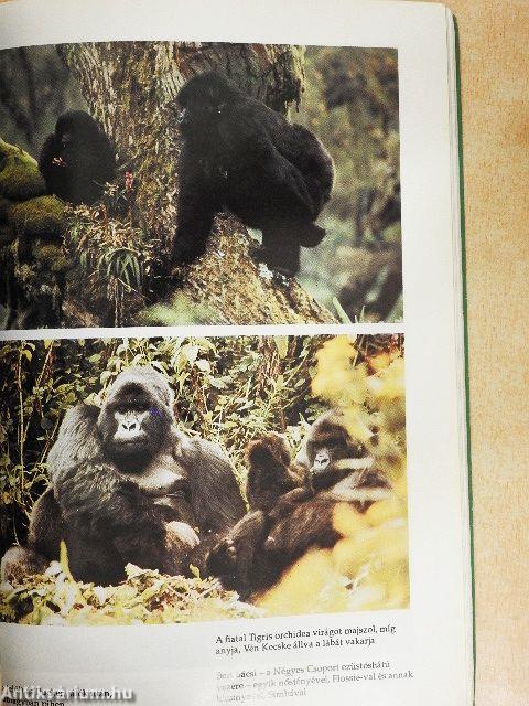 Gorillák a ködben