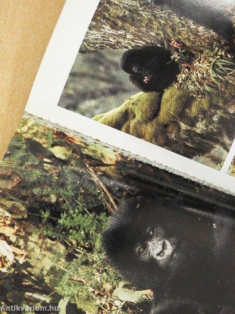 Gorillák a ködben