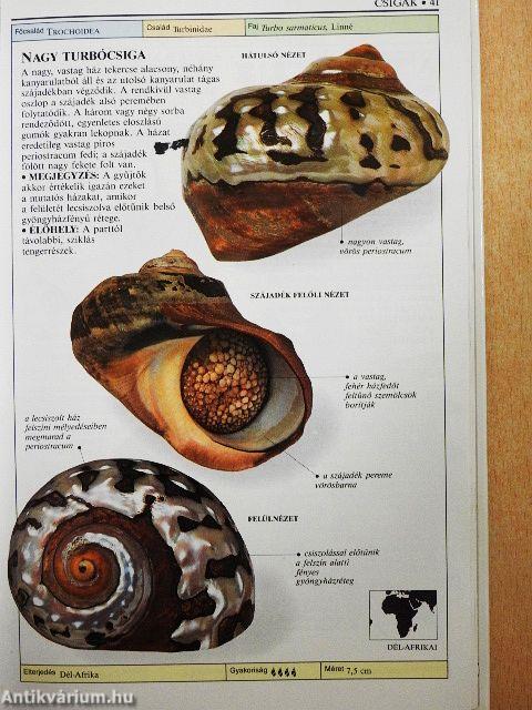 Csigák és kagylók