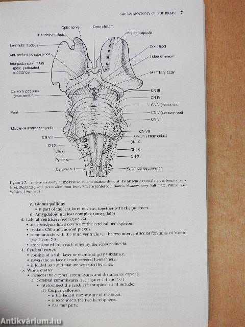 Neuroanatomy