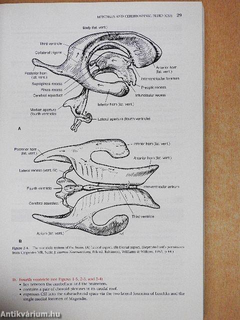 Neuroanatomy