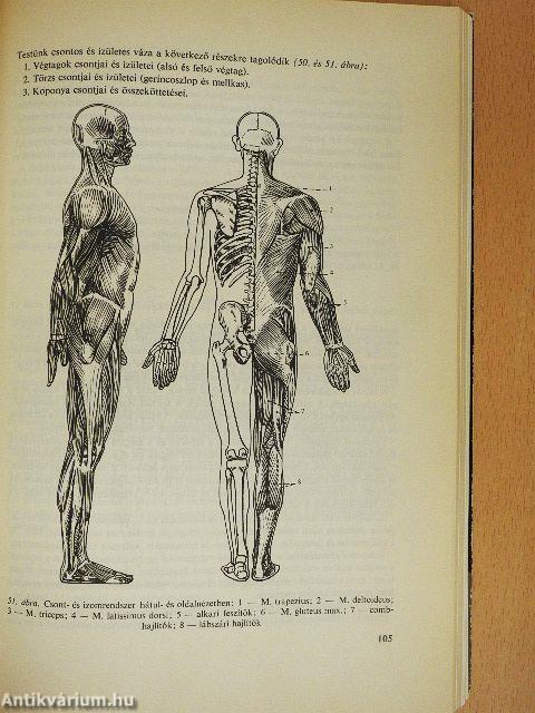 Az emberi test felépítése