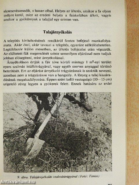 Őszibarack